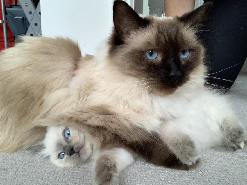 ������ ��������