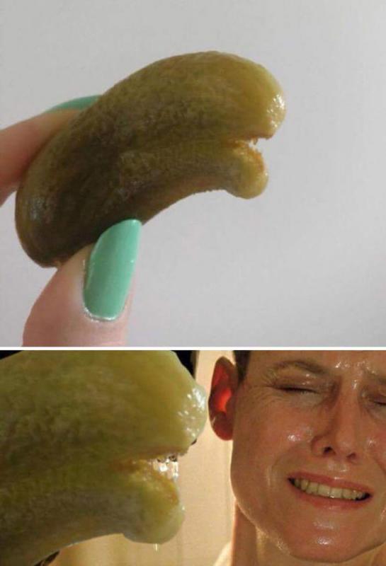 ������ ��������