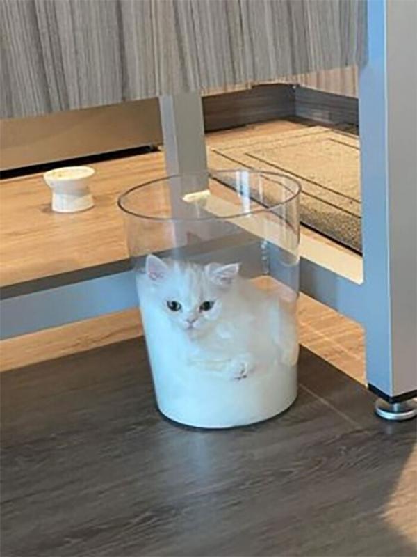 ������ ��������