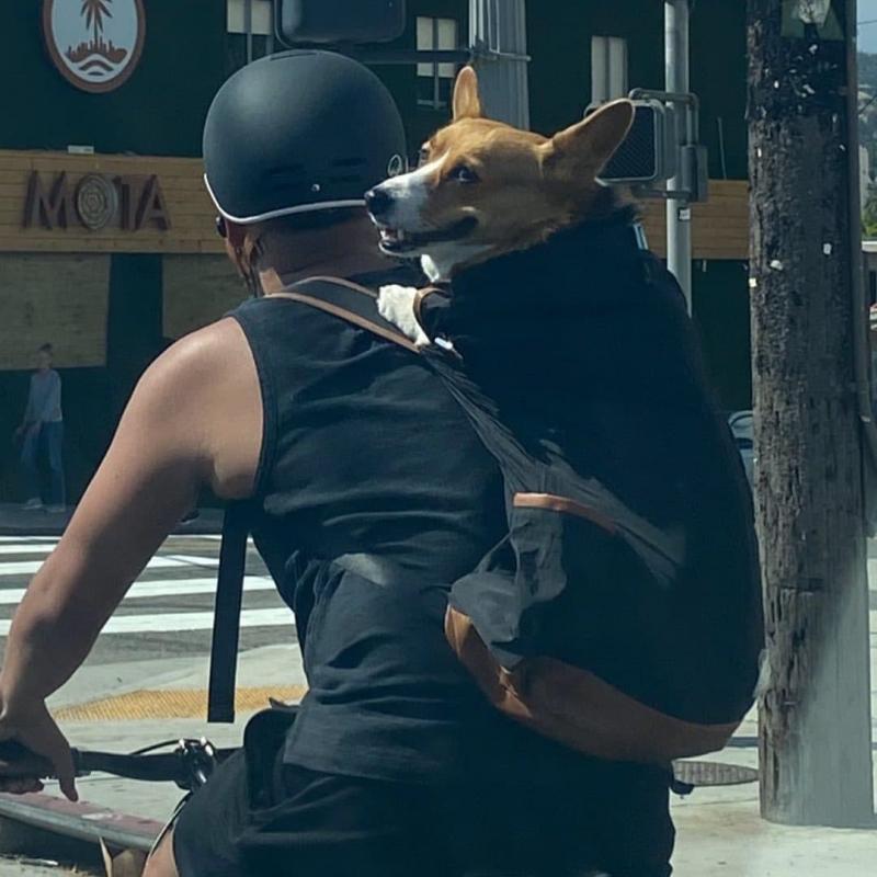 ������ ��������