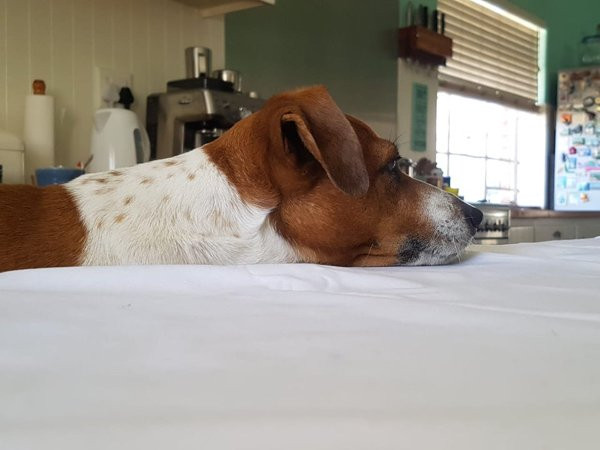 ������ ��������