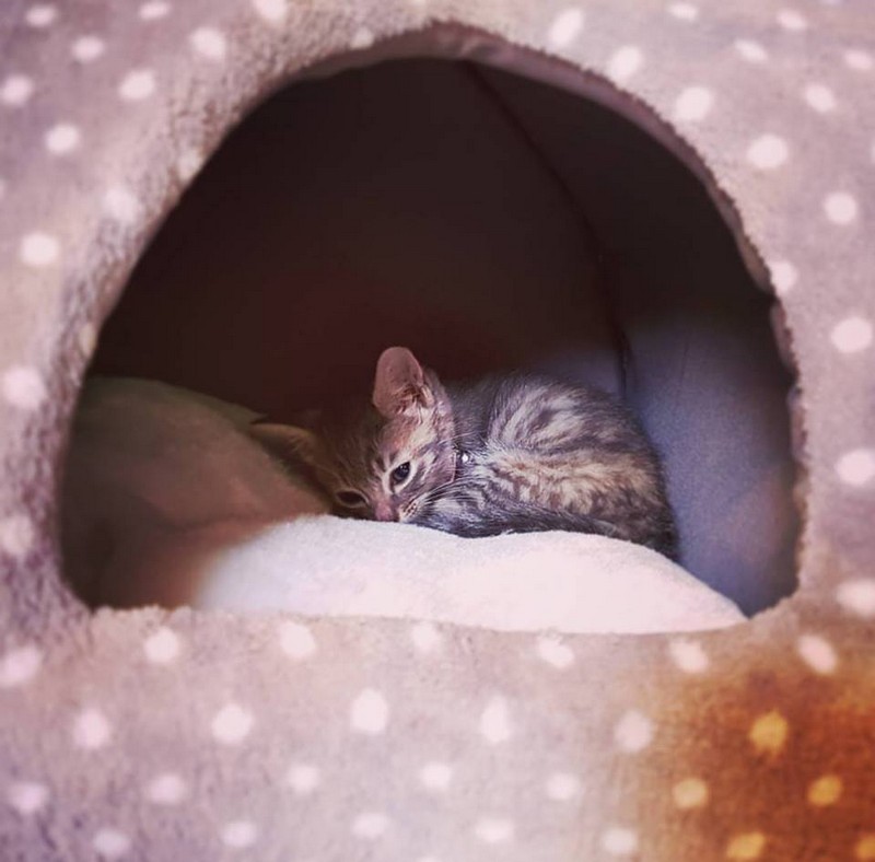 ������ ��������