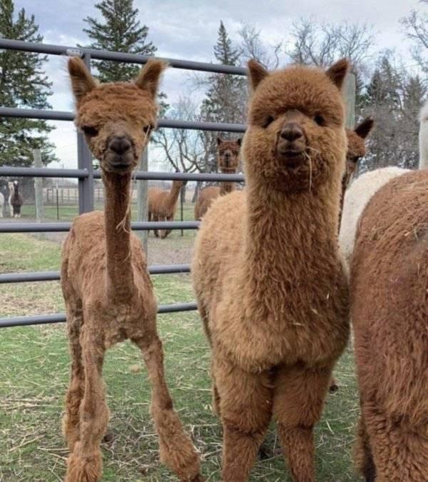 ������ ��������