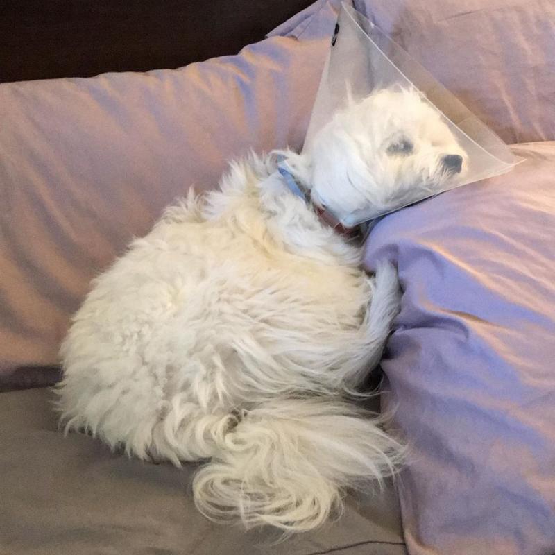 ������ ��������