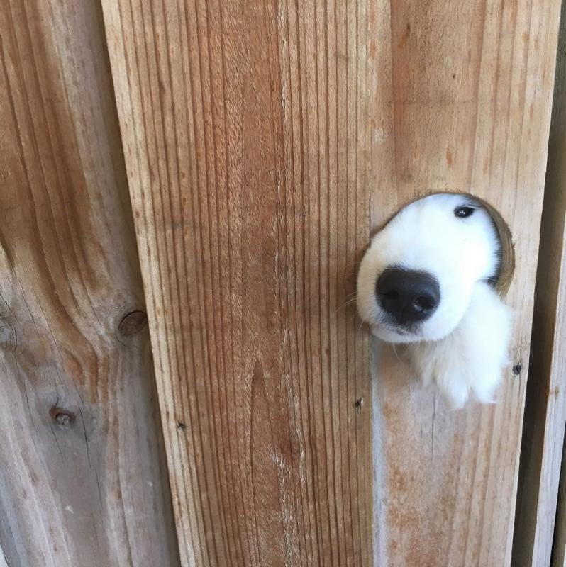 ������ ��������