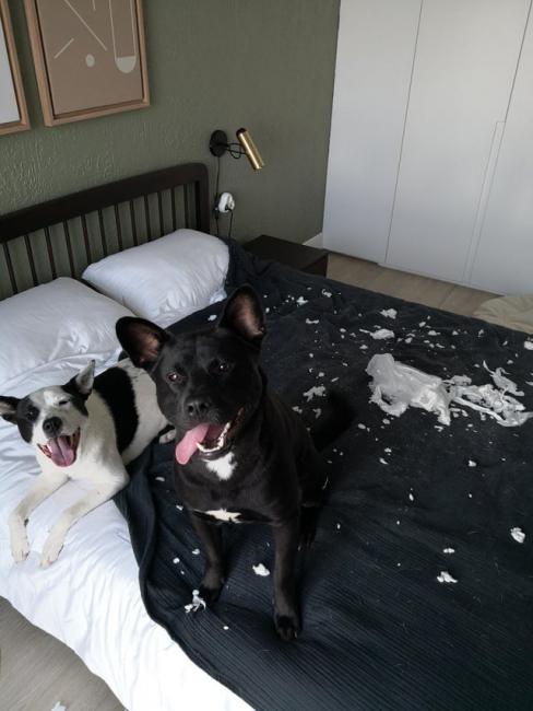 ������ ��������