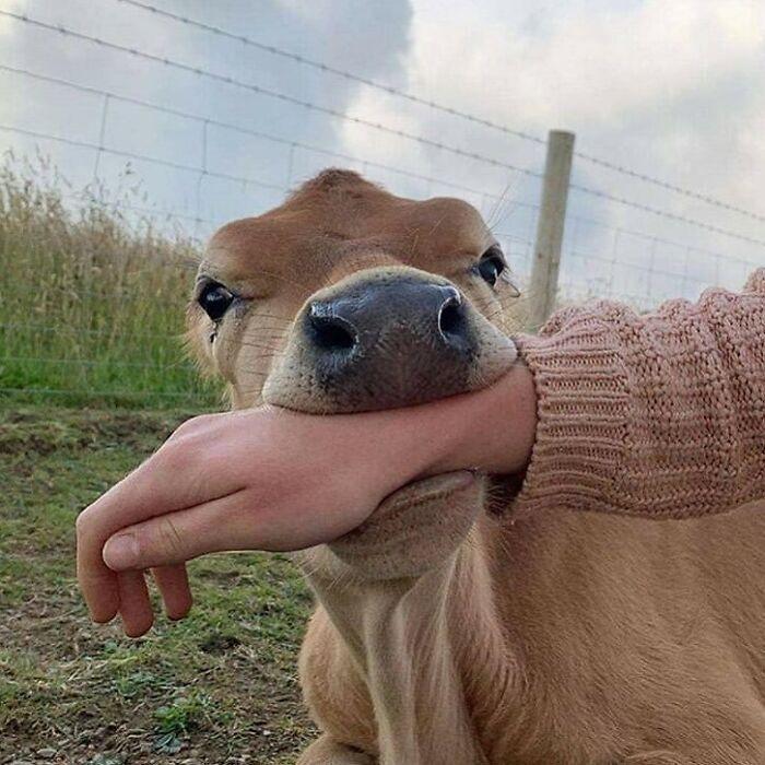 ������ ��������