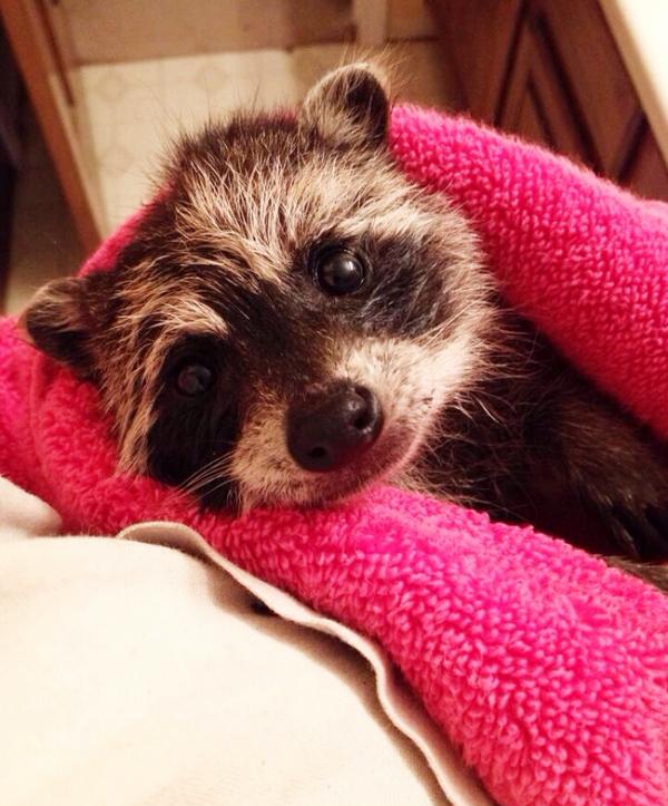 ������ ��������