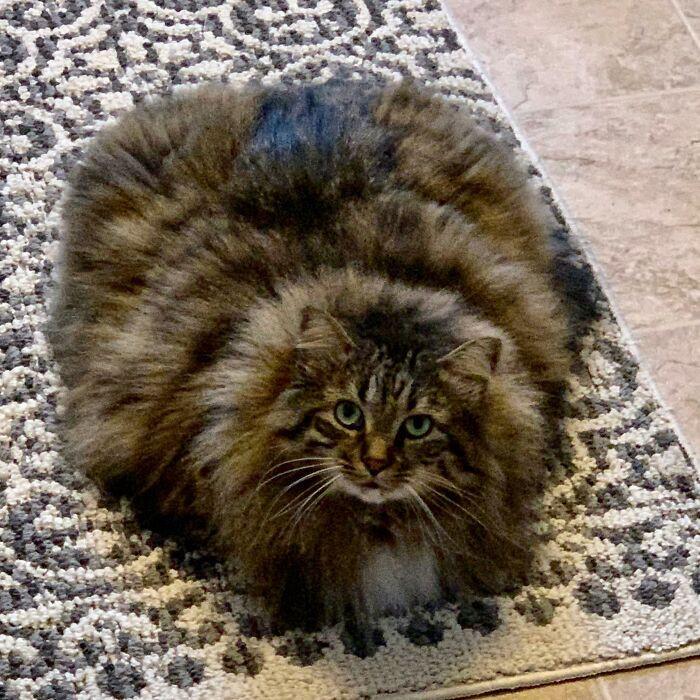 ������ ��������