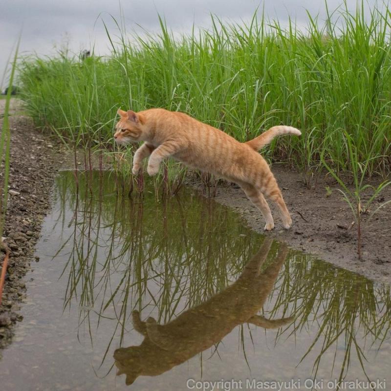 ������ ��������