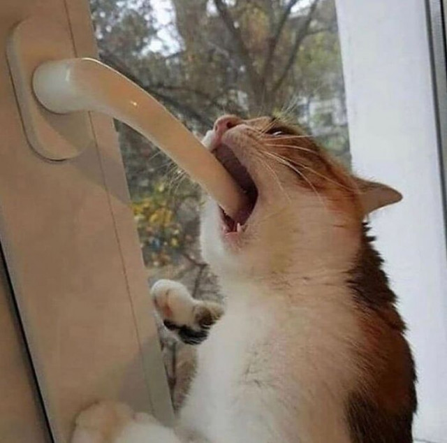 ������ ��������