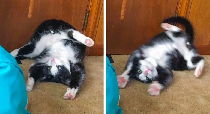 ������ ��������