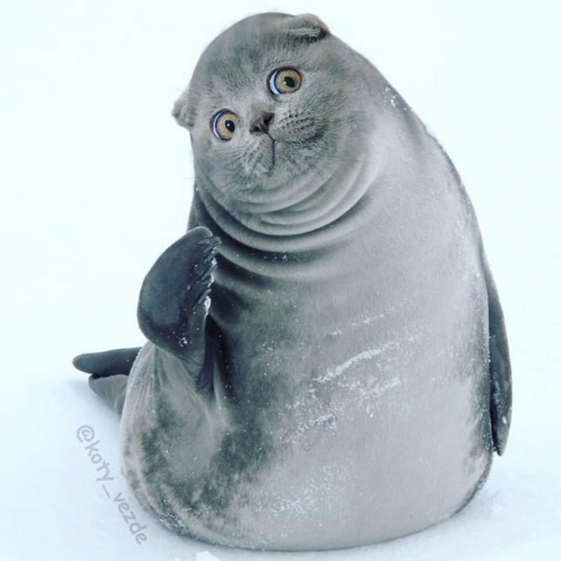 ������ ��������