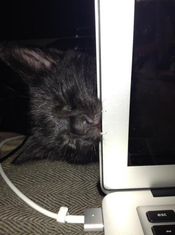 ������ ��������