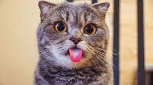 ������ ��������