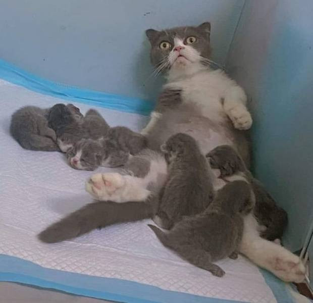 ������ ��������