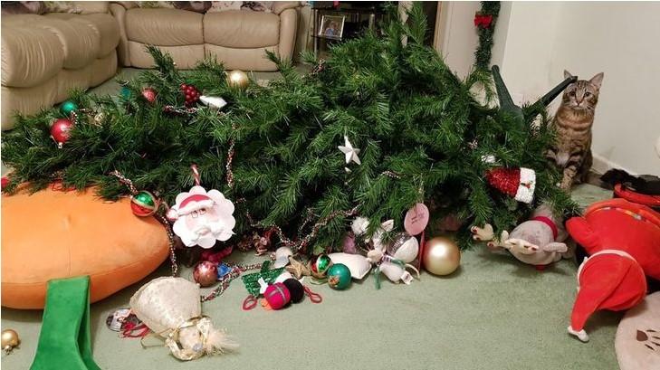 ������ ��������