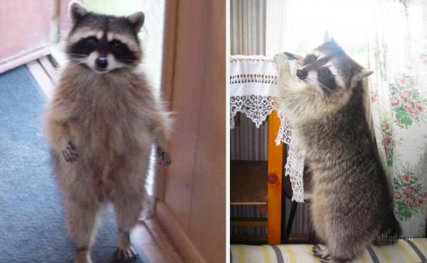 ������ ��������