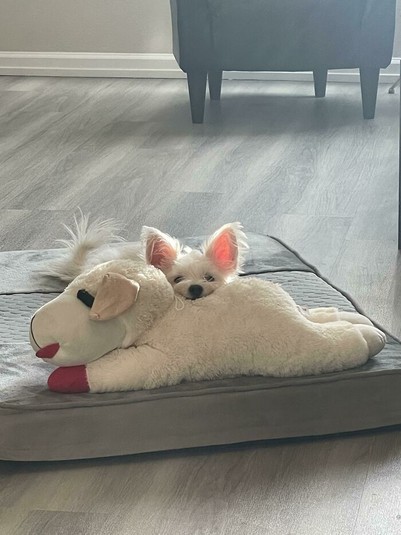 ������ ��������