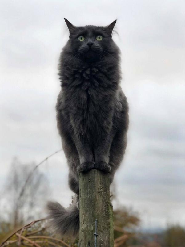 ������ ��������