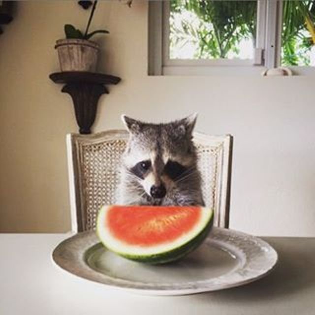 ������ ��������
