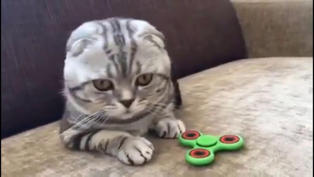 ������ ��������