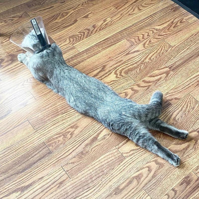 ������ ��������