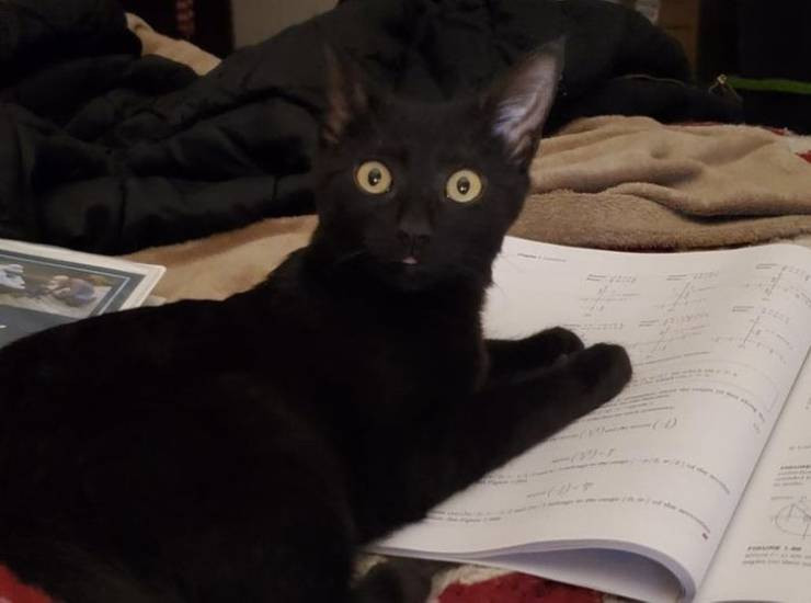 ������ ��������