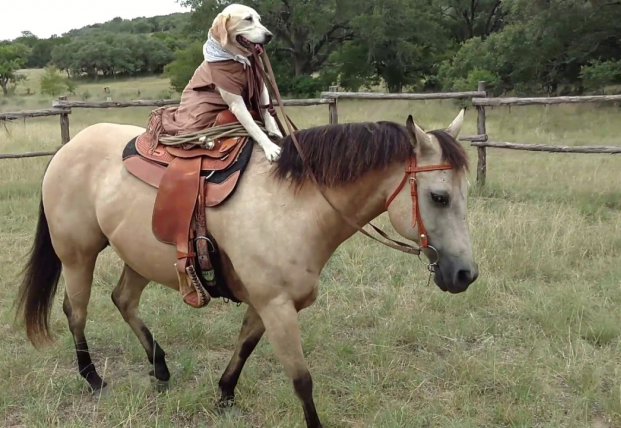 ������ ��������