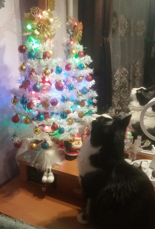 ������ ��������