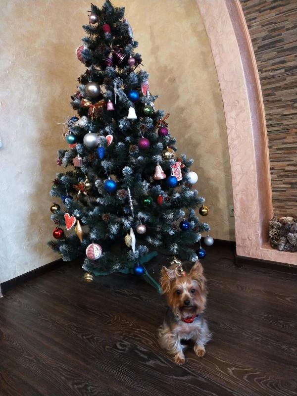 ������ ��������