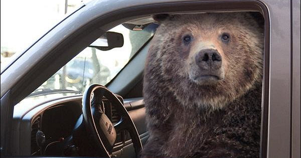 ������ ��������