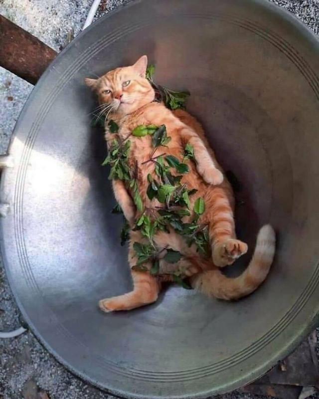 ������ ��������