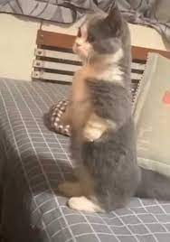 ������ ��������
