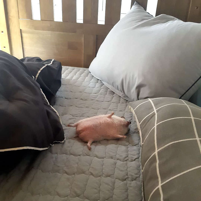 ������ ��������