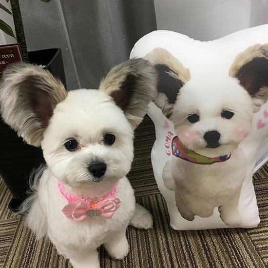 ������ ��������