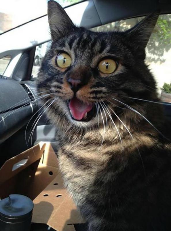 ������ ��������