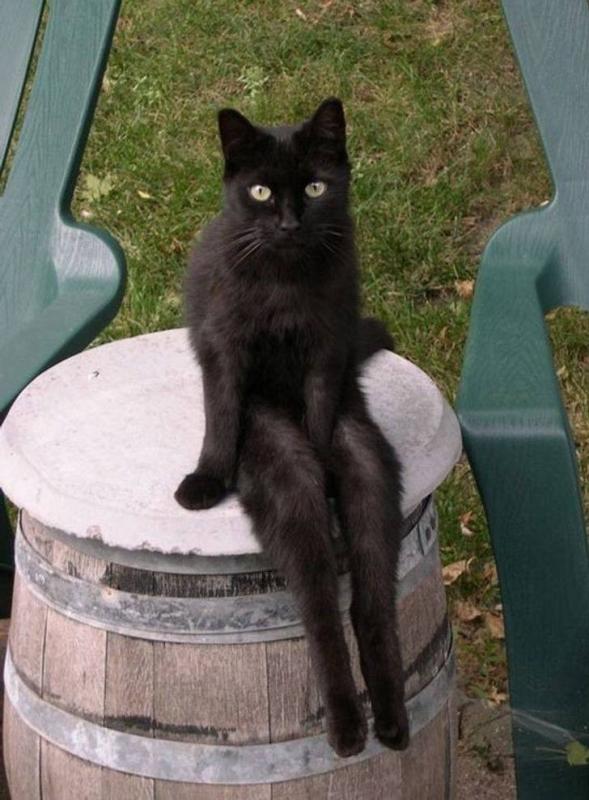 ������ ��������