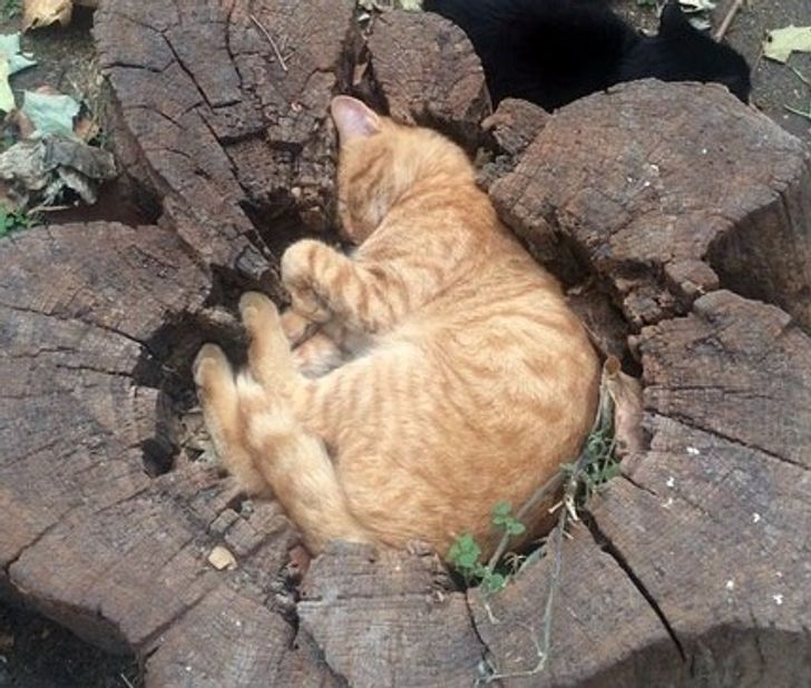 ������ ��������