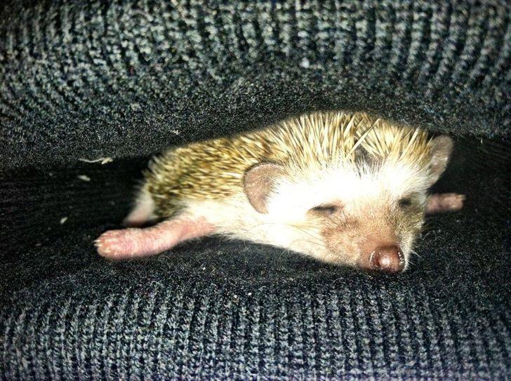 ������ ��������