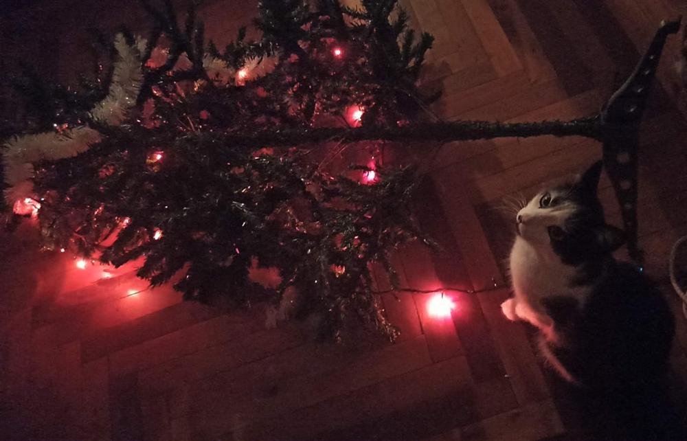 ������ ��������