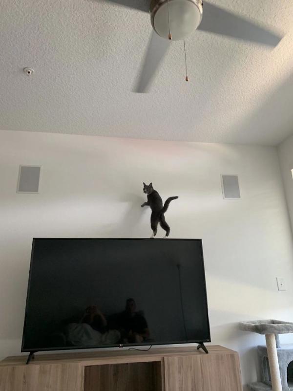 ������ ��������