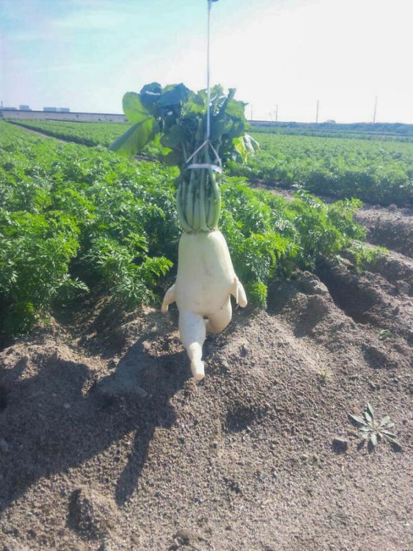 ������ ��������