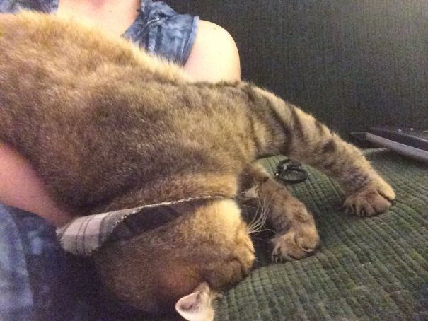 ������ ��������