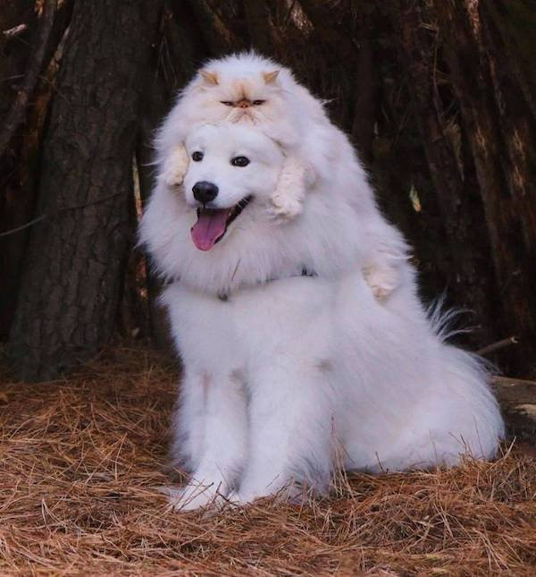 ������ ��������