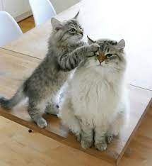 ������ ��������