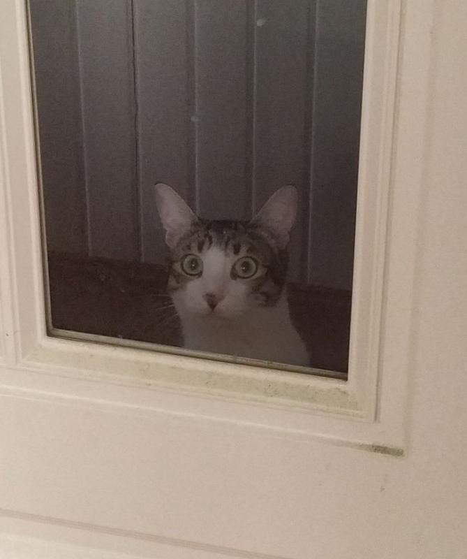 ������ ��������