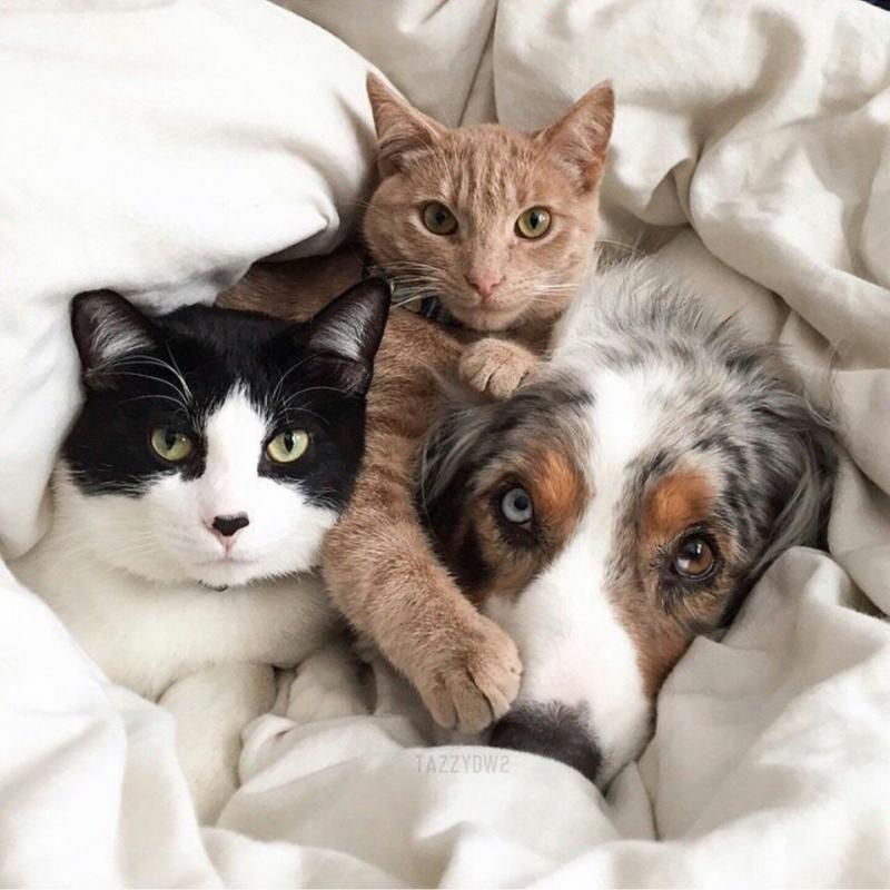 ������ ��������