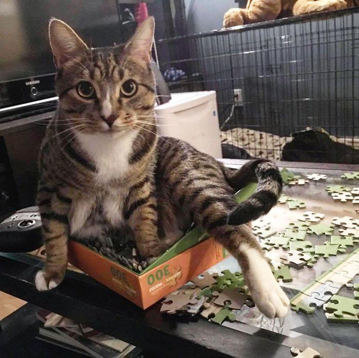 ������ ��������