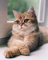 ������ ��������